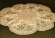 Микроскопический Штурм: Бактерии-Мастера Размножения в Вашей Рту