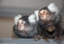 Мартышки-мартышки: тайный язык имен и эволюция человеческой речи