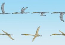 Тайны Небесных Гигантов: Новые Окаменелости Расширяют Понимание Лета Птерозавров