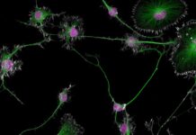 Микромир в Макроскопическом Зеркале: Шедевры Nikon Small World 2024