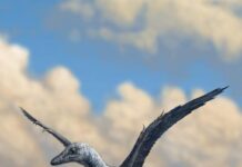 Тайны Небес Древности: Следы Микрорапторинов Расшифровывают Загадку Предшественников Птиц