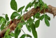 Из Пещер Минувшего Тысячелетия: Воскрешение Древней Мирры