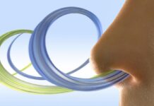 Миллисекундный Мир Запахов: Как Наш Нос Танцует с Времени