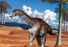 В Аргентинских Пустынях Проснулся Древний Гигант: Новый Динозавр-Зауропод Расширяет Тайны Меловой Эпохи