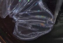 Танец Слияния: Когда Морские Орехи Объединяются в Единое Целое