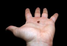 Миниинфанта из тропиков: Ученые открыли крошечную лягушку, размером меньше ногтя