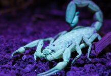 Тайны Мигающего Мира: Скорпионы, Жуки и Шаровые Питоны в Ультрафиолетовом Свете