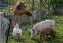 Тихий рокот тревоги: Птичий грипп и тайна свиней