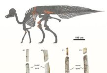 Таємниця Південного Китаю: Відкриття Качкодзьоба Динозавра Розширює Карту Епохи Крейди