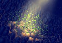 Мікроскопічні Фабрики: Як Кишкові Бактерії Стануть Лікарськими Заводами