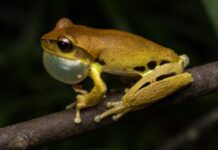 Таємниці австралійських вершин: нові відкриття в світі деревних жаб