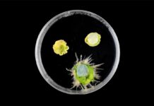 Бактеріальний пластир: Чарівна Пов’язка для рослин