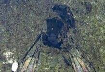 У глибинах часу: 14,6 мільйона років тому в Новій Зеландії buzz-нул Стародавній світ бджіл