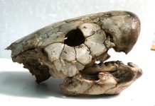 Загадка Лопастеперих: як стародавні риби розкривають таємниці наших предків