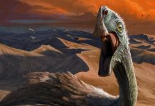 Дивовижне відкриття: міграція горохової кістки передбачила еволюцію пташиного польоту на мільйони років