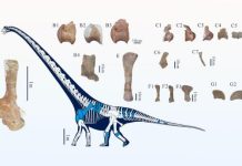 Гігант з юрського періоду: виявлено новий вид динозавра, який переписує історію