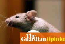 Великобританія відмовляється від тестування на тваринах: реалістичний підхід до наукового прогресу