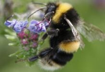 Пчелы-листоносы расшифровывают Морз: крошечные мозги учатся определять время