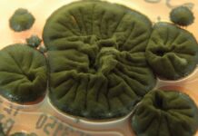 Чорнобильський гриб: як радіація може стати джерелом їжі