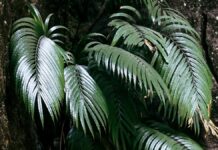 Папороті, здатні вирощувати рідкоземельні кристали, відкривають нові перспективи видобутку