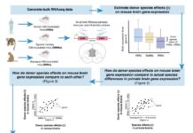 Кишкові мікроби можуть визначати еволюцію людського мозку, стверджує дослідження