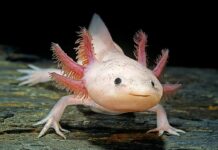 Наукові прориви 2025: рік дивовижних відкриттів