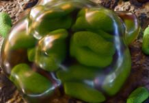 Fukushima-microben vertonen onverwachte veerkracht tegen straling