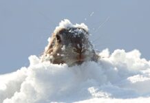 День бабака: поза традицією, справжній поворотний момент зими