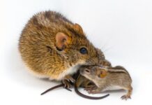 Вчені знайшли генетичний «перемикач» у мишей, який перетворює турботливих татусів на жорстоких тварин