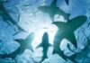 Des requins testés positifs à la drogue dans les eaux des Bahamas : signe d’une pollution océanique généralisée