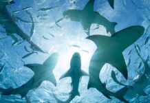 Des requins testés positifs à la drogue dans les eaux des Bahamas : signe d’une pollution océanique généralisée