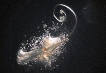 I follicoli piliferi cresciuti in laboratorio si dimostrano promettenti nella ricerca sulla cura della calvizie