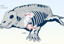Перші Докази Стародавніх Бій Хижаків і Жертв Виявлено у 280-мільйонлітніх Скам’янілостей