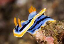 Морські Слимаки Використовують Нанокристали для Яскравих, Матових Квітів