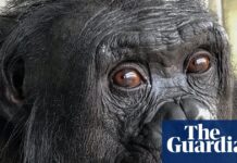 Больше, чем инстинкт: как новые открытия меняют наше представление об интеллекте человекообразных обезьян