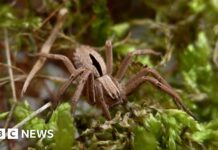 Від відкриття до порятунку: нове фінансування допоможе зберегти «загубленого» алмазного павука Британії