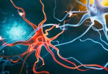 Прорив у лікуванні Хвороби Альцгеймера: Нове З’єднання Звертає Назад Когнітивні Порушення у Мишей