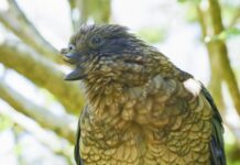 Неймовірний альфа: як зламаний дзьоб перетворив кеа на домінуючого лідера