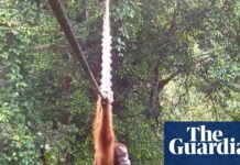 Рятівний шлях над дорогою: суматранський орангутан успішно скористався новим мостом над пологом лісу