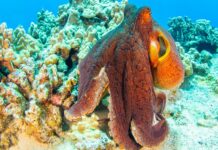 Octopus Intelligence: Ein Test des Wissens über Kopffüßer
