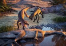 Nova descoberta de fóssil revela ancestral do crocodilo com habilidades de caça especializadas