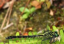 Нове дослідження показує, що бабки та люди бачать червоний колір