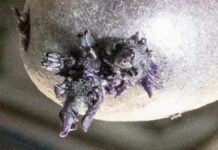 Астронавт Вирощує Картопля в Космосі, викликаючи ажіотаж у мережі