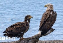 Las águilas de cola blanca regresan a los cielos del Reino Unido: un éxito histórico de reintroducción