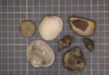 Mengapa Kerang Mengalahkan Brakiopoda: Fisiologi Dibalik Kepunahan Massal Permian