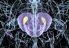 Viral Pemicu Parkinson?