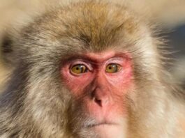 Intelligence cachée chez les singes : dynamiques sociales et comportements humains