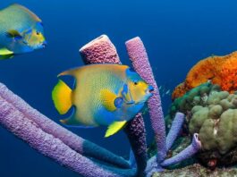 15 Animaux qui commencent par Q et qui sont plus que ce à quoi vous vous attendiez