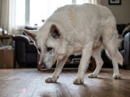 Pourquoi les pointeurs laser provoquent de l’anxiété chez les chiens et comment y remédier