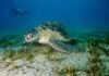 EGYPTREDSEASDIVING: 8 найкращих прибережних напрямків з півночі на південь